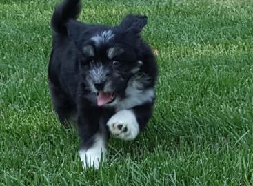 Lowchen puppies