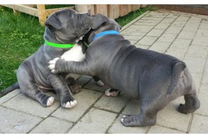 Wundersch�ne Pitbull Welpen abzugeben, B