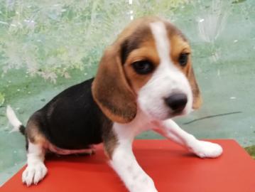 Beagle Welpe sucht noch ein Zuhause