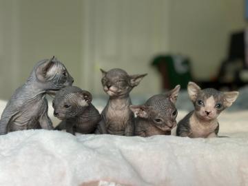 Sphynx-K�tzchen suchen ein liebevolles Z