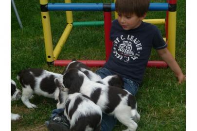 Englisch Springer Spaniel Welpen  zu ve