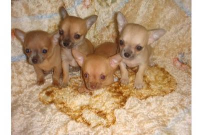 Teacup Chihuahua Welpen !! Absolute Mini
