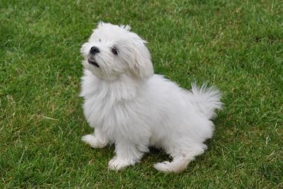 kleine Mini Malteser Welpen suche ein li
