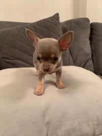 Atemberaubende Chihuahua Welpen