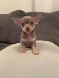 Atemberaubende Chihuahua Welpen