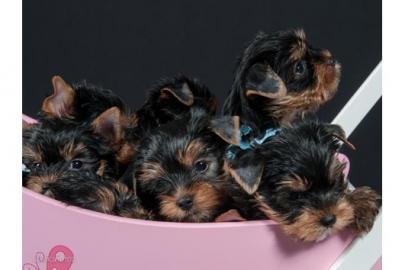 Yorkshire Terrier Welpen