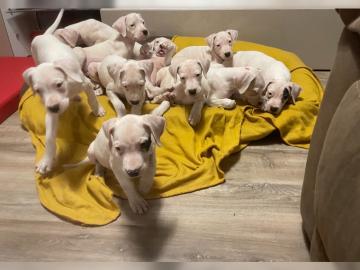 Dogo Argentino Welpen