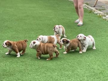 Neujahr Englische Bulldogge Welpen mit p