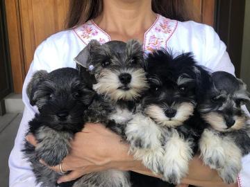 Schnauzer Welpen m?nnlich und weiblich