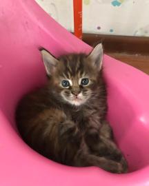 Wundersch�ne Maine-Coon-Katzen abzugeben
