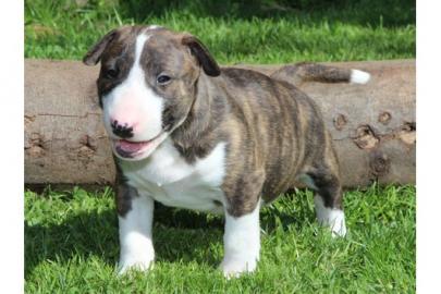 Miniatur Bullterrier welpen mit VDH/GBF