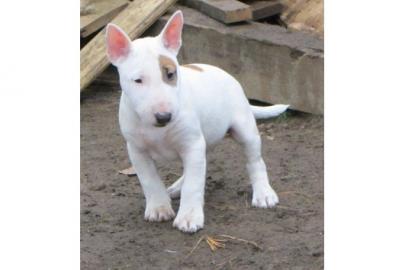 Miniatur Bullterrier welpen mit VDH/GBF