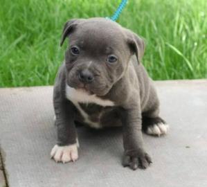11 Wochen alte registrierte Amstaff-Welp