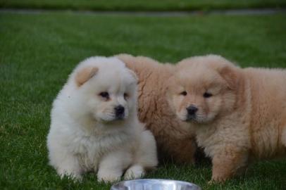 4-H�bsche Chow Chow Welpen in creme und
