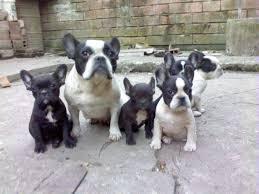 Wundersch?ne Franz?sische Bulldoggen Wel
