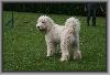 s??e Goldendoodle Welpen Doodle abzugebe