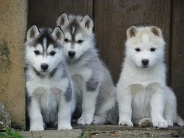 S��e reinrassige Siberian Husky Welpen
