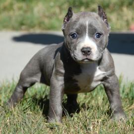 Reinrassige American Pitbull Terrier Blu