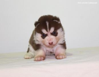 Siberian Husky Welpen zu verkaufen