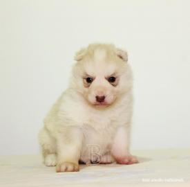 Siberian Husky Welpen zu verkaufen