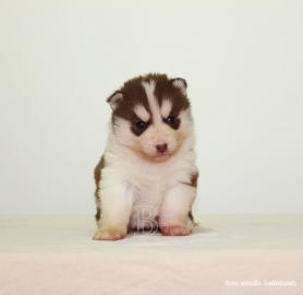 Siberian Husky Welpen zu verkaufen