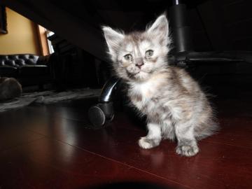 M?nnliche und weibliche Maine Coon K?tzc