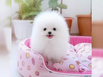 MINI Teacup Pomeranian Zwergspitz Welpen