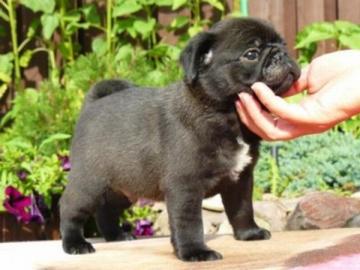 wundersch�ne und s��e Mops-Welpen