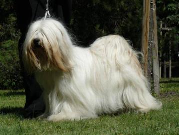 Tibetan Terrier - Welpen nur mit Papiere