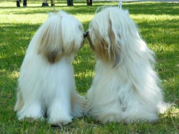 Tibetan Terrier - Welpen nur mit Papiere