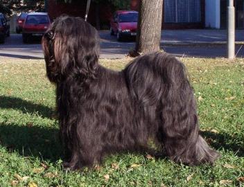 Tibetan Terrier - Welpen nur mit Papiere