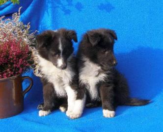 Sheltie (Shetland Sheepdog) Welpen FCI