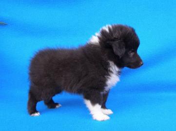 Sheltie (Shetland Sheepdog) Welpen FCI