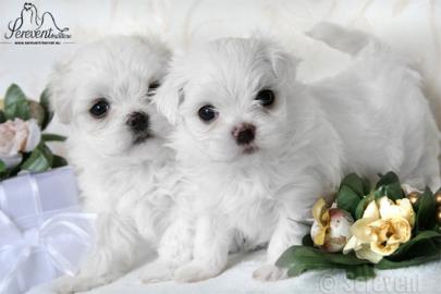 Liebevoll Malteser Welpe aus VDh/FCI Zuc