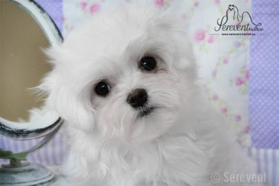 Liebevoll Malteser Welpe aus VDh/FCI Zuc