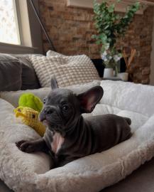 Verkaufe 2 S�sse Franz�sische Bulldogge
