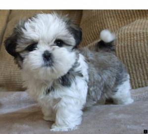 Shih Tzu welpen