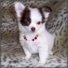 3 supers��e Chihuahua Welpen / H�ndinnen