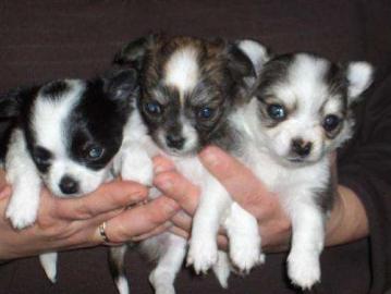 3 supers��e Chihuahua Welpen / H�ndinnen