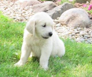 M?nnliche und weibliche Golden Retriever