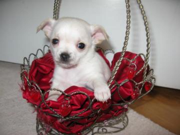 !! S��e Mini Chihuahua Mix Welpen