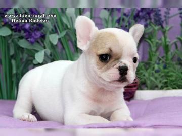Franz�sische Bulldoggenwelpen in solid B