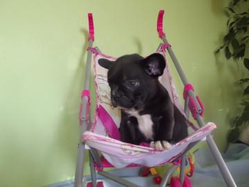 Franz�sische Bulldoggenwelpen in solid B