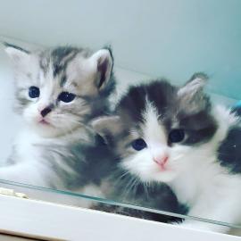 Sch?ne Baby Ragdolls jetzt erh?ltlich
