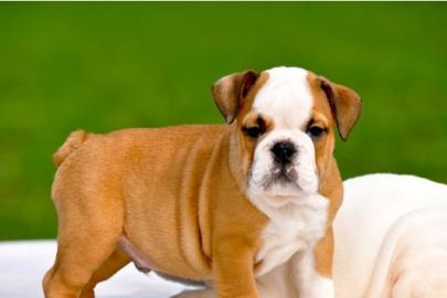 wundersch�ne englisch.  Bulldoggen-Welpen