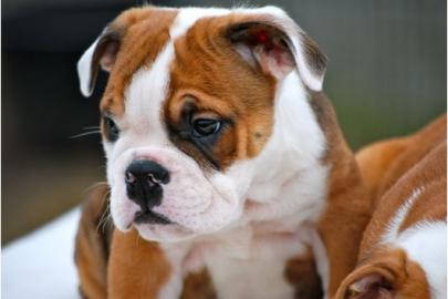 wundersch�ne englisch.  Bulldoggen-Welpen