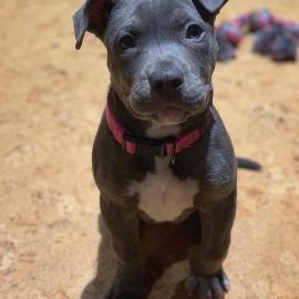 Spezielle kleine Pitbull-Welpen