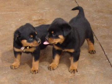 s��e rottweilerwelpen