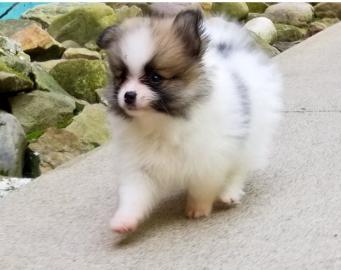 Beautiful Pomeranian puppies