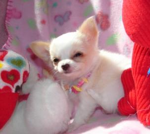 chihuahua welpen